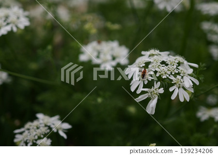 Allium in full bloom Allium in full bloom 139234206