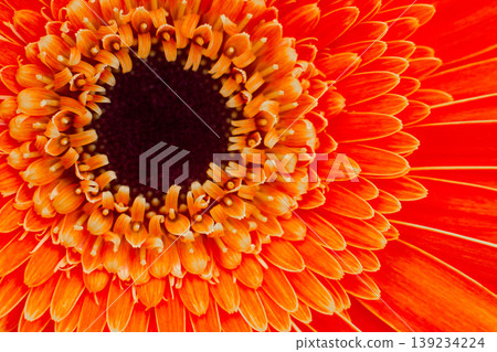 close-up of a beautiful Gerber Jameson flower in the garden close-up of a beautiful Gerber Jameson flower in the garden 139234224