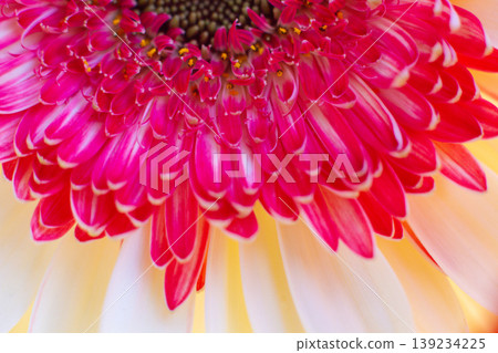close-up of a beautiful Gerber Jameson flower in the garden close-up of a beautiful Gerber Jameson flower in the garden 139234225