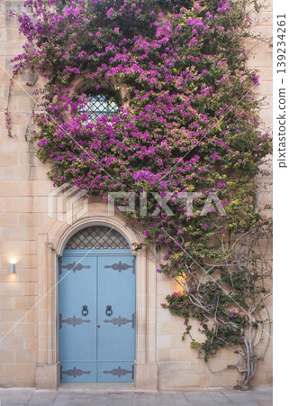 Famous blue door with bougainvillea in the silent city of Mdina Famous blue door with bougainvillea in the silent city of Mdina 139234261