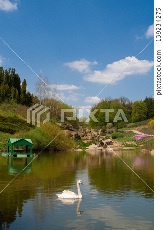 beautiful white swans swim on the lake in summer 139234275