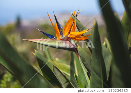 Exotic bird of paradise flower with vibrant orange and blue petals blooming in sunny nature Exotic bird of paradise flower with vibrant orange and blue petals blooming in sunny nature 139234285