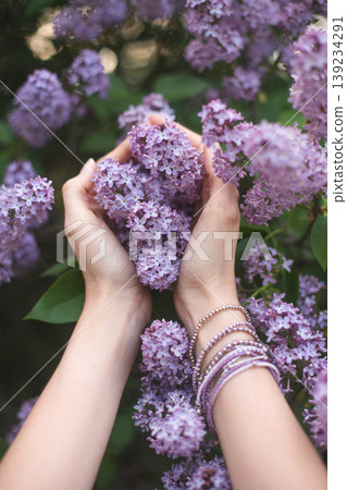 Hands gently cradling lush purple lilac clusters 139234291
