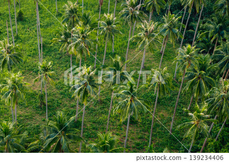 Top-down aerial view of a dense tropical coconut palm grove. Top-down aerial view of a dense tropical coconut palm grove. 139234406