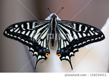 Newly emerged adult swallowtail butterfly 139234411