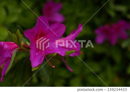 Azalea after the rain Azalea after the rain 139234433