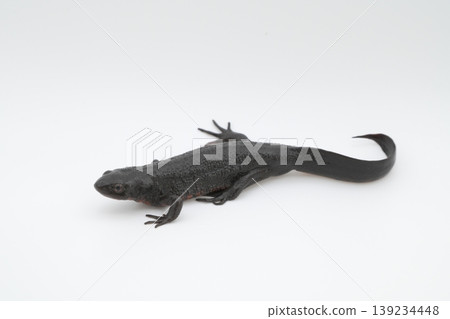 Full body of a Japanese fire-bellied newt Full body of a Japanese fire-bellied newt 139234448