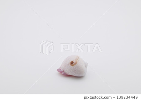 A seashell with something attached to it A seashell with something attached to it 139234449