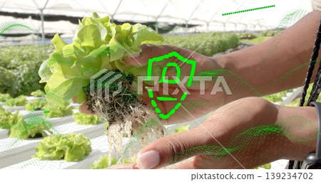 Farm worker wearing work gear harvesting hydroponic lettuce roots inside greenhouse, white channels Farm worker wearing work gear harvesting hydroponic lettuce roots inside greenhouse, white channels 139234702