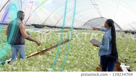 Greenhouse colleagues inspecting hydroponic lettuce at raised benches inside tunnel with tablet Greenhouse colleagues inspecting hydroponic lettuce at raised benches inside tunnel with tablet 139234704
