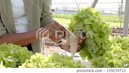 Harvesting worker wearing tank top holding lettuce head by roots at greenhouse trough, copy space Harvesting worker wearing tank top holding lettuce head by roots at greenhouse trough, copy space 139234715