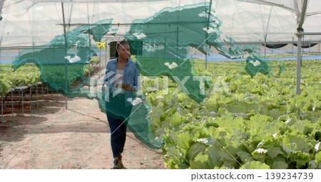 Inspecting lettuce researcher walking down greenhouse dirt aisle, with tablet and world map overlay 139234739