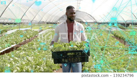 Holding black plastic crate, male farm worker harvesting lettuce in greenhouse, network overlay Holding black plastic crate, male farm worker harvesting lettuce in greenhouse, network overlay 139234796