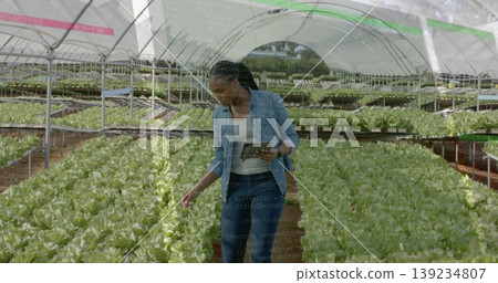 Female technician walking in greenhouse examining lettuce rows on benches, with tablet Female technician walking in greenhouse examining lettuce rows on benches, with tablet 139234807