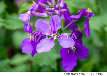 月見草（Lunaria），又稱月見草，開紫色花，屬於十字花科。 139234969