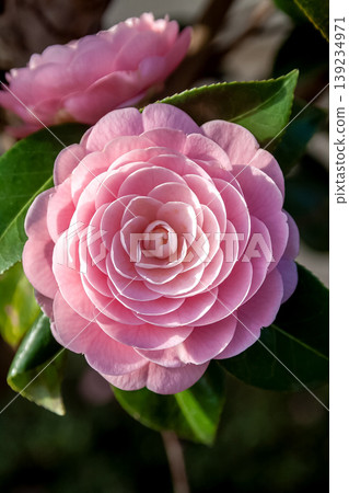 A beautiful, round, and voluminous double-flowered pink camellia. A beautiful, round, and voluminous double-flowered pink camellia. 139234971