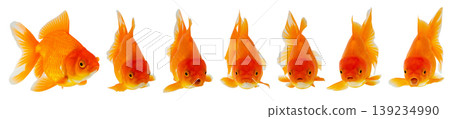 Oranda goldfish set isolated on white background close up Oranda goldfish set isolated on white background close up 139234990
