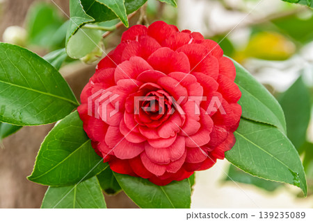 A beautiful, round, and voluminous double-flowered crimson camellia. A beautiful, round, and voluminous double-flowered crimson camellia. 139235089