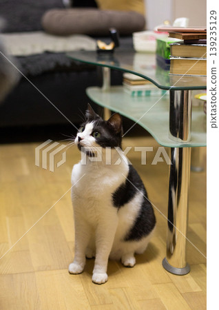 beautiful domestic fluffy black and white cat in the house with his toys beautiful domestic fluffy black and white cat in the house with his toys 139235129