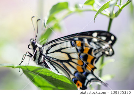 A newly emerged swallowtail butterfly (Papilio xuthus) resting on a leaf. 139235350