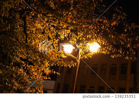 The leaves of trees illuminated by streetlights at night and the copy space in the silent darkness The leaves of trees illuminated by streetlights at night and the copy space in the silent darkness 139235351