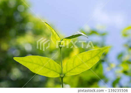 Natural plant green leaf in garden with bokeh background Natural plant green leaf in garden with bokeh background 139235506