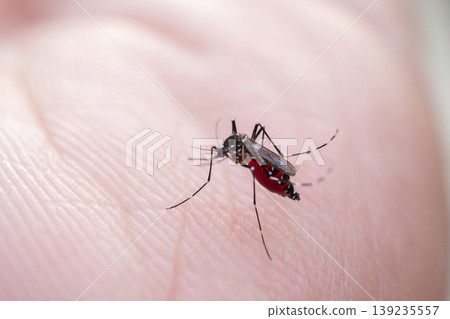 Aedes aegypti mosquitoes on human hand Aedes aegypti mosquitoes on human hand 139235557