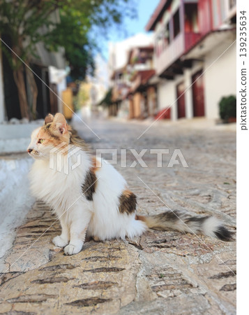 Long-haired calico cat sitting on a cobblestone street in a Turkish village Long-haired calico cat sitting on a cobblestone street in a Turkish village 139235634