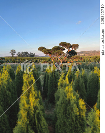Niwaki pine tree and coniferous nursery at golden hour Niwaki pine tree and coniferous nursery at golden hour 139235710