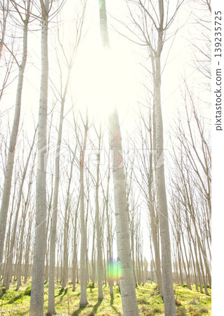 Sunlight Through Leafless Forest Trees Sunlight Through Leafless Forest Trees 139235725