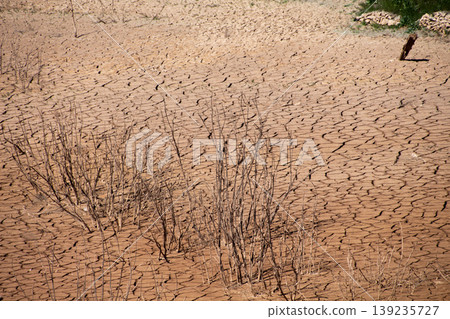 Cracked Earth and Sparse Vegetation in Drought Cracked Earth and Sparse Vegetation in Drought 139235727