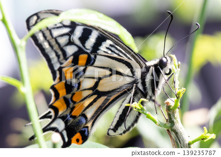 一隻剛羽化的鳳蝶（Papilio xuthus）停在葉子上。 139235787