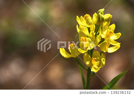 Kinran (Kim Lan) Kinran (Kim Lan) 139236132