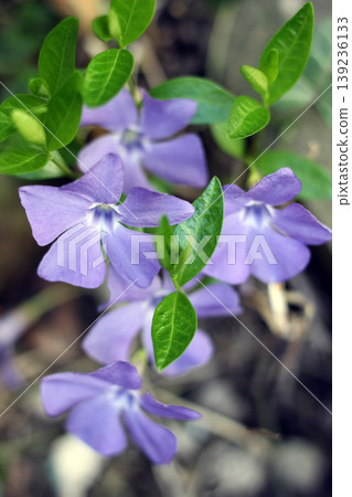 Blooming violet common periwinkle flowers Blooming violet common periwinkle flowers 139236133