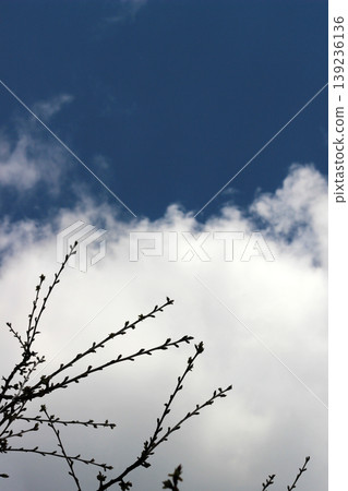 Treetop and cloudy sky background Treetop and cloudy sky background 139236136