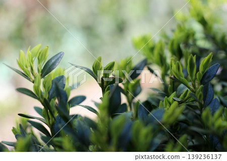 Fresh young leaves of box tree Fresh young leaves of box tree 139236137