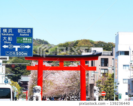 Kanagawa Prefecture: Second Torii Gate and the cherry blossom trees along the Dankazura path, April Kanagawa Prefecture: Second Torii Gate and the cherry blossom trees along the Dankazura path, April 139236440