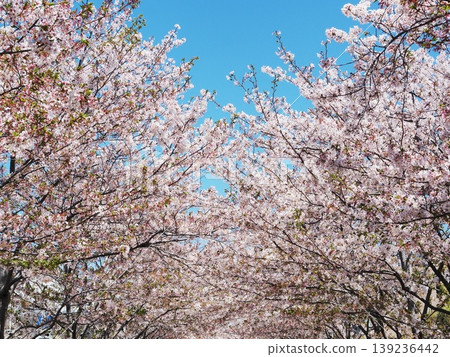 神奈川縣:丹卡祖拉沿線的櫻花樹在藍天的襯托下閃閃發光(四月) 神奈川縣:丹卡祖拉沿線的櫻花樹在藍天的襯托下閃閃發光(四月) 139236442