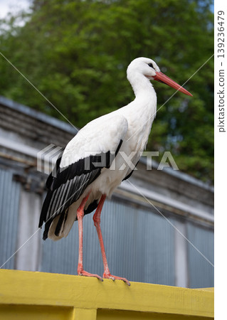 White stork standing on a yellow surface against green trees White stork standing on a yellow surface against green trees 139236479