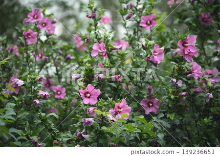 beautiful purple hibiscus flowers on a bush beautiful purple hibiscus flowers on a bush 139236651