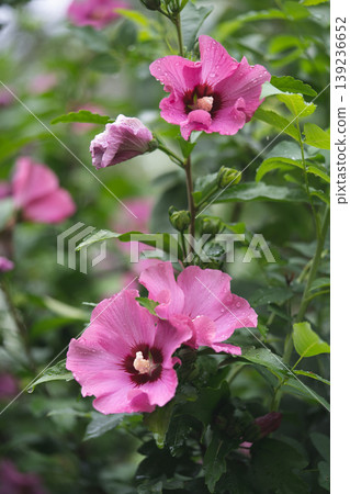 beautiful purple hibiscus flowers on a bush beautiful purple hibiscus flowers on a bush 139236652
