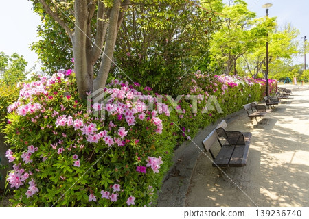 Azaleas in full bloom at Kaigayama Park, Hyogo Ward, Kobe City. Azaleas in full bloom at Kaigayama Park, Hyogo Ward, Kobe City. 139236740