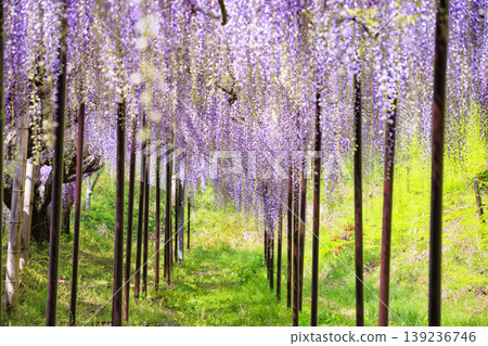Byakugoji Temple: Fresh greenery and wisteria blossoms Byakugoji Temple: Fresh greenery and wisteria blossoms 139236746