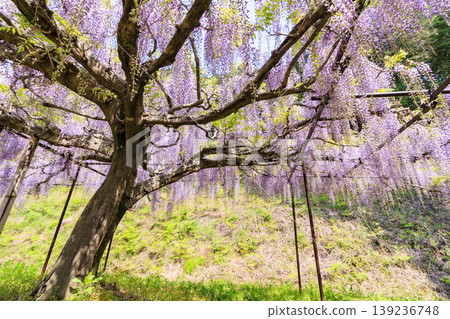 Byakugoji Temple: Fresh greenery and wisteria blossoms Byakugoji Temple: Fresh greenery and wisteria blossoms 139236748