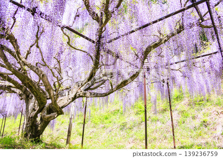Byakugoji Temple: Fresh greenery and wisteria blossoms Byakugoji Temple: Fresh greenery and wisteria blossoms 139236759