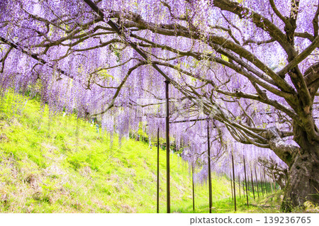 Byakugoji Temple: Fresh greenery and wisteria blossoms Byakugoji Temple: Fresh greenery and wisteria blossoms 139236765