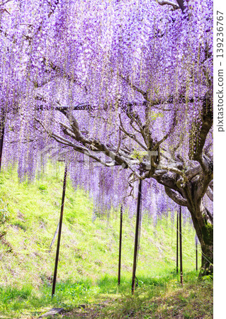Byakugoji Temple: Fresh greenery and wisteria blossoms Byakugoji Temple: Fresh greenery and wisteria blossoms 139236767