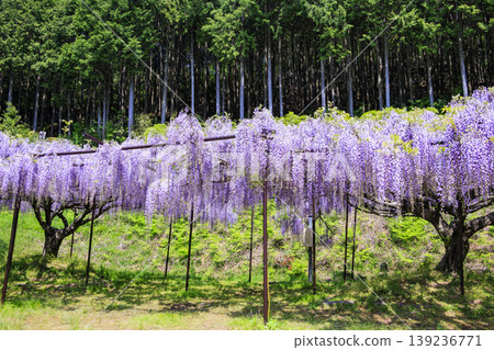 Byakugoji Temple: Fresh greenery and wisteria blossoms Byakugoji Temple: Fresh greenery and wisteria blossoms 139236771