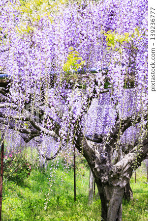 Byakugoji Temple: Fresh greenery and wisteria blossoms Byakugoji Temple: Fresh greenery and wisteria blossoms 139236777