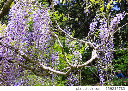 Byakugoji Temple: Fresh greenery and wisteria blossoms Byakugoji Temple: Fresh greenery and wisteria blossoms 139236783